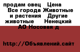  продам овец › Цена ­ 100 - Все города Животные и растения » Другие животные   . Ненецкий АО,Носовая д.